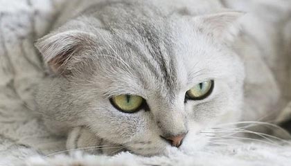 《歧路旅人0》中精英敌人的位置指南